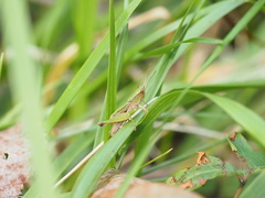 Dichromorpha viridis