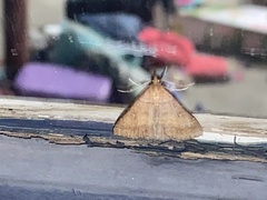 Renia flavipunctalis