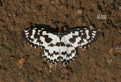 Pterothysanus laticilia