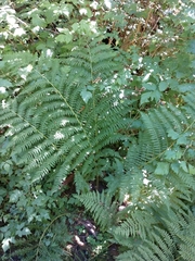 Athyrium