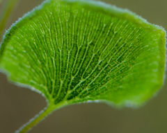 Adiantum chilense scabrum