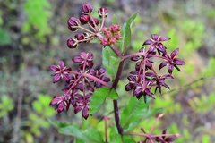 Asclepias melantha