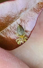 Opisthoncus quadratarius