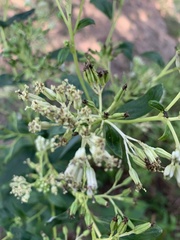 Arnoglossum atriplicifolium