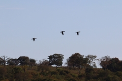 Nannopterum brasilianum