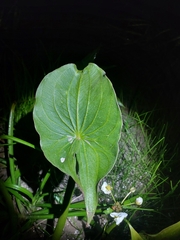 Sagittaria montevidensis
