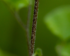 Adiantum chilense scabrum