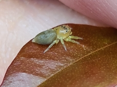 Opisthoncus quadratarius