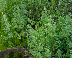 Adiantum chilense scabrum