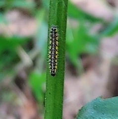 Callimorpha dominula