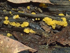 Calycina citrina