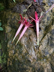 Fuchsia hirtella