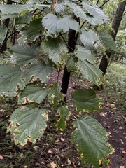 Morus rubra