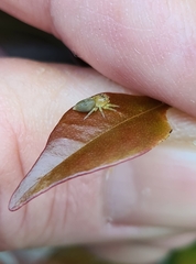 Opisthoncus quadratarius