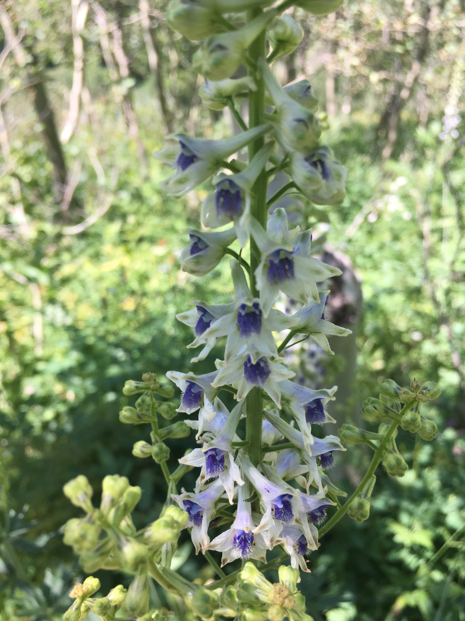 Delphinium X occidentale