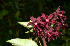 Asclepias melantha