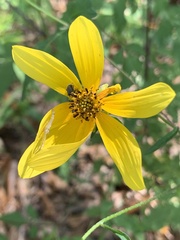 Coreopsis major