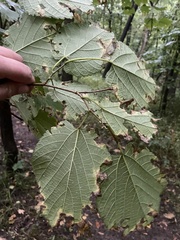 Morus rubra