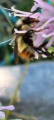 Bombus centralis