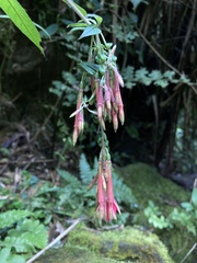 Fuchsia hirtella