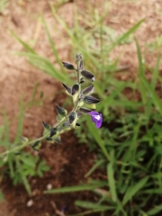 Salvia subincisa