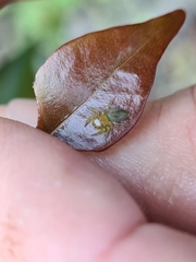 Opisthoncus quadratarius