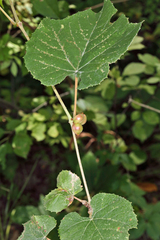 Ampelomyia vitispomum