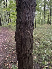 Morus rubra