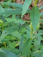 Bittacomorpha clavipes