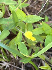 Crotalaria sagittalis