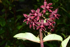 Asclepias melantha