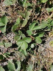 Fragaria virginiana