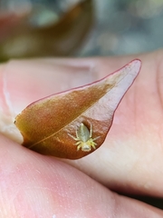 Opisthoncus quadratarius