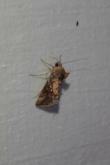 Chrysodeixis includens