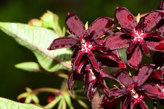 Asclepias melantha