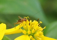 Anaxipha exigua