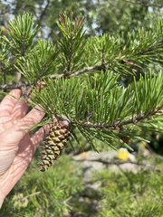 Pinus