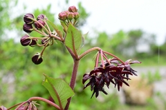 Asclepias melantha