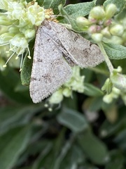 Macariini