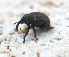 Chalcodermus