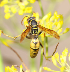 Polistes aurifer