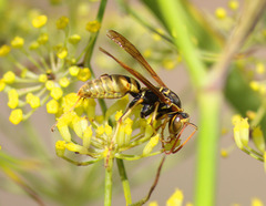 Polistes aurifer