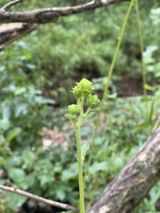 Helianthus silphioides