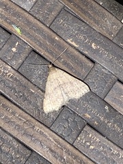 Bleptina caradrinalis