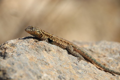 Uta stansburiana