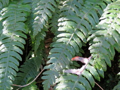 Blechnum chambersii
