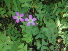 Oxalis alpina