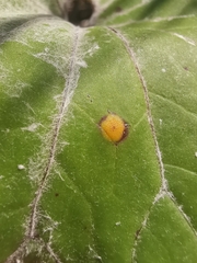 Puccinia poarum