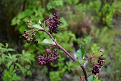 Asclepias melantha