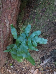 Polypodium scouleri